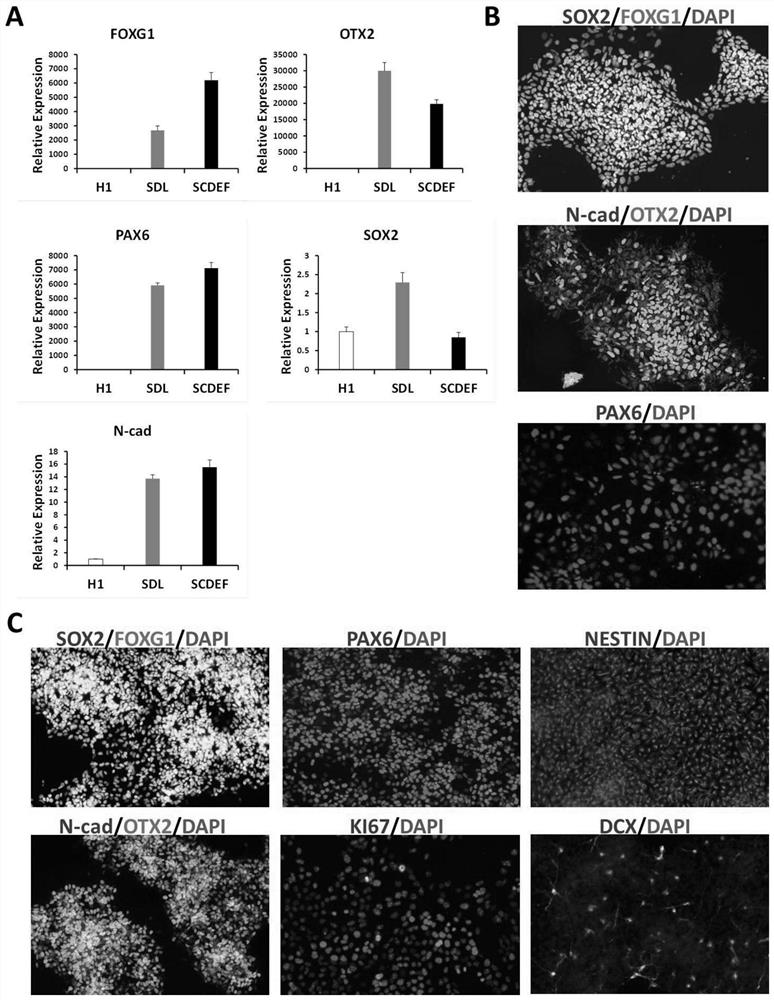 In-vitro induction and long-term culture system, induced culture method and application of forebrain neural stem cells