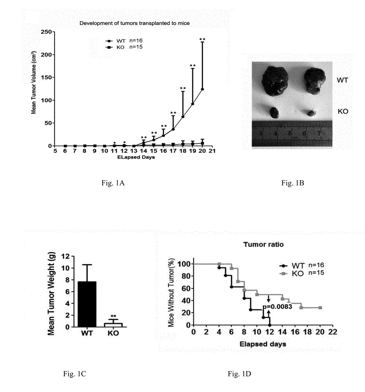 Fats as a target for treating tumors and uses thereof