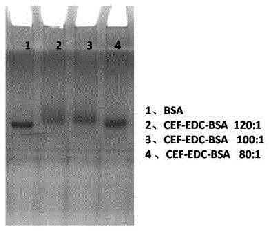 Specific cefquinome-resistant monoclonal antibody hybridoma cell strain 2D4 and application thereof