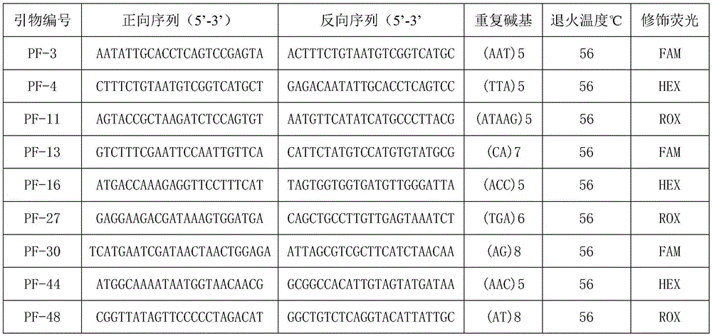 Microsatellite marker primers used for pinctada fucata martensii microsatellite family identification, identification method and application