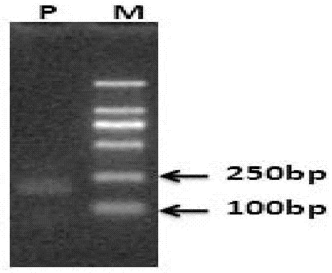 Method for cloning unique micro-molecule polypeptide ES61 encoding gene of embryonic stem cell