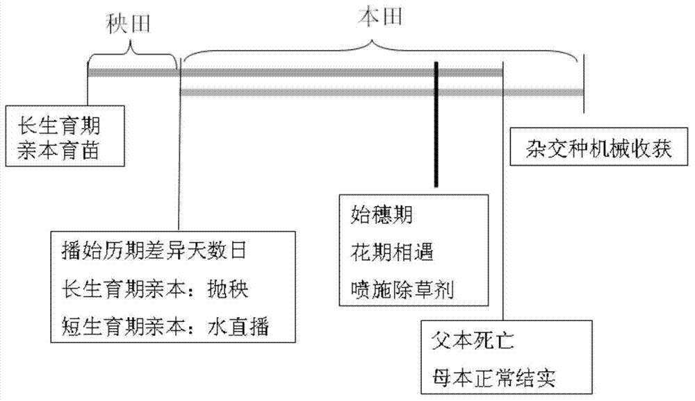 Method for mechanized seed production of hybrid rice through integration of seedling slinging technology and direct seeding technology