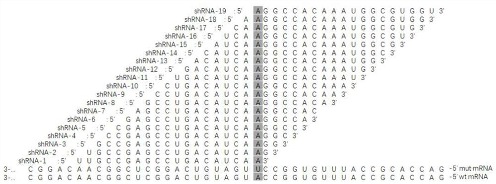 Oligonucleotide, virus vector, application of virus vector and RNAi medicinal preparation