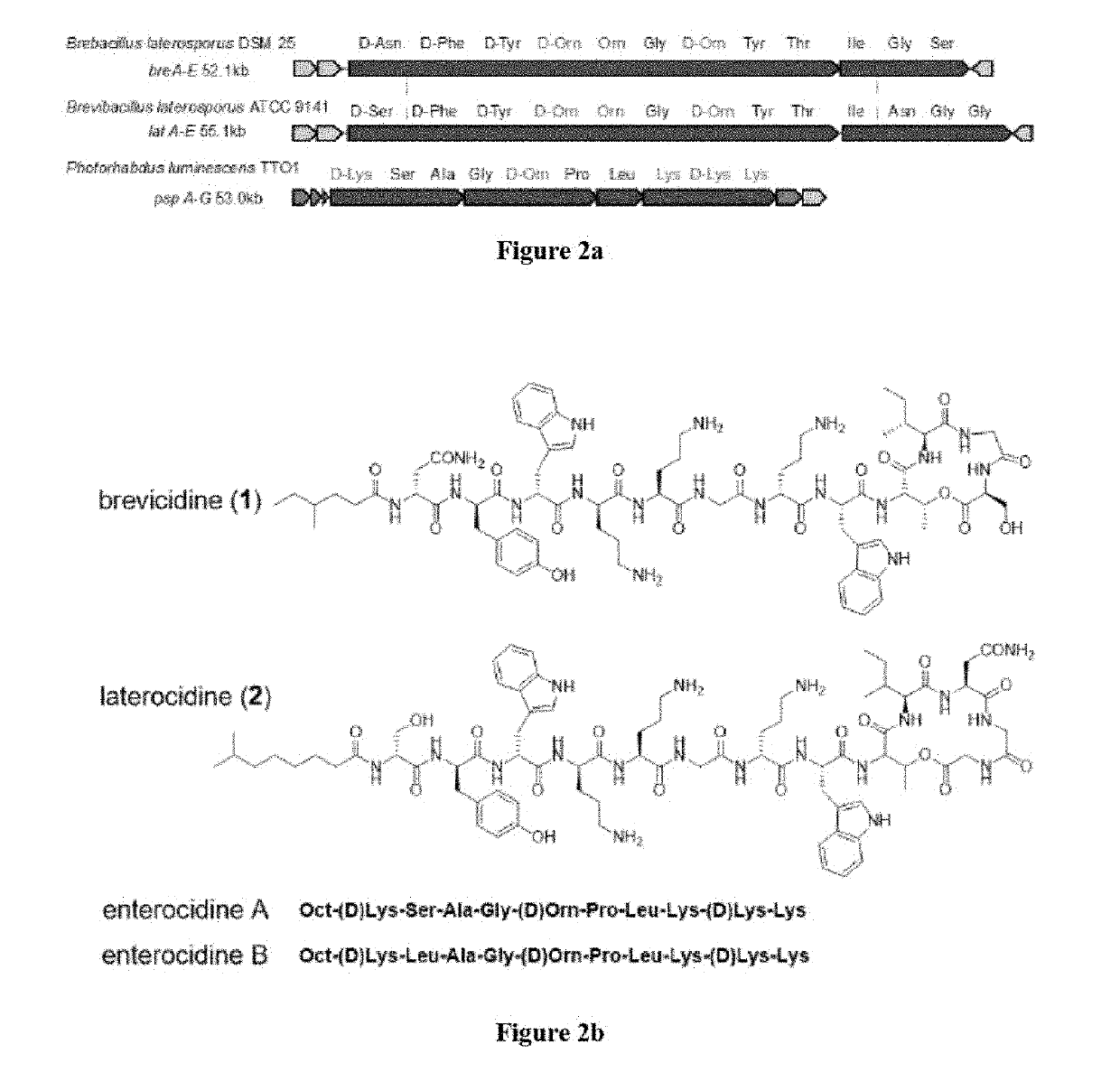 Discovery of Cationic Nonribosomal Peptides as Gram-Negative Antibiotics Through Global Genome Mining