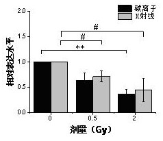 A kind of serum miRNA marker and the method for detecting ionizing radiation damage thereof