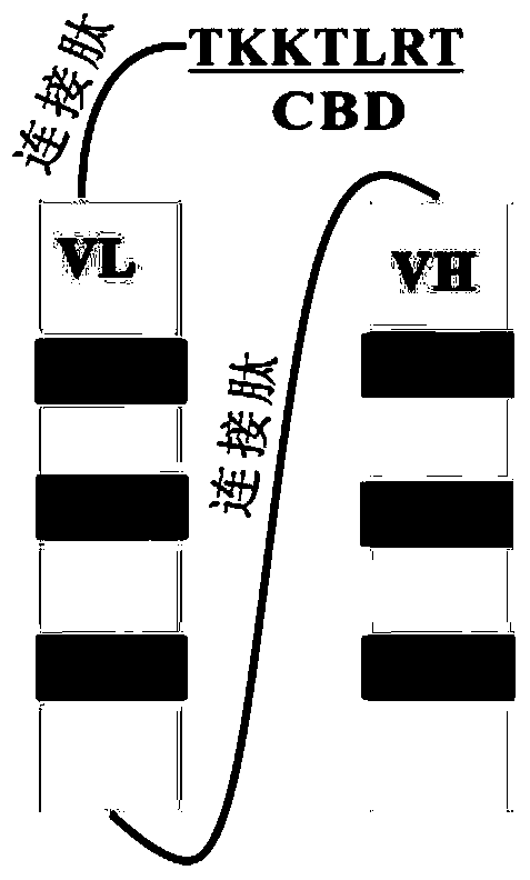 Collagen-specific single-chain antibody, its coding gene and application