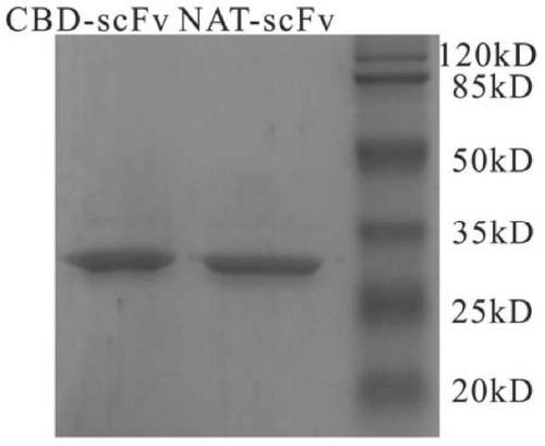 Collagen-specific single-chain antibody, its coding gene and application