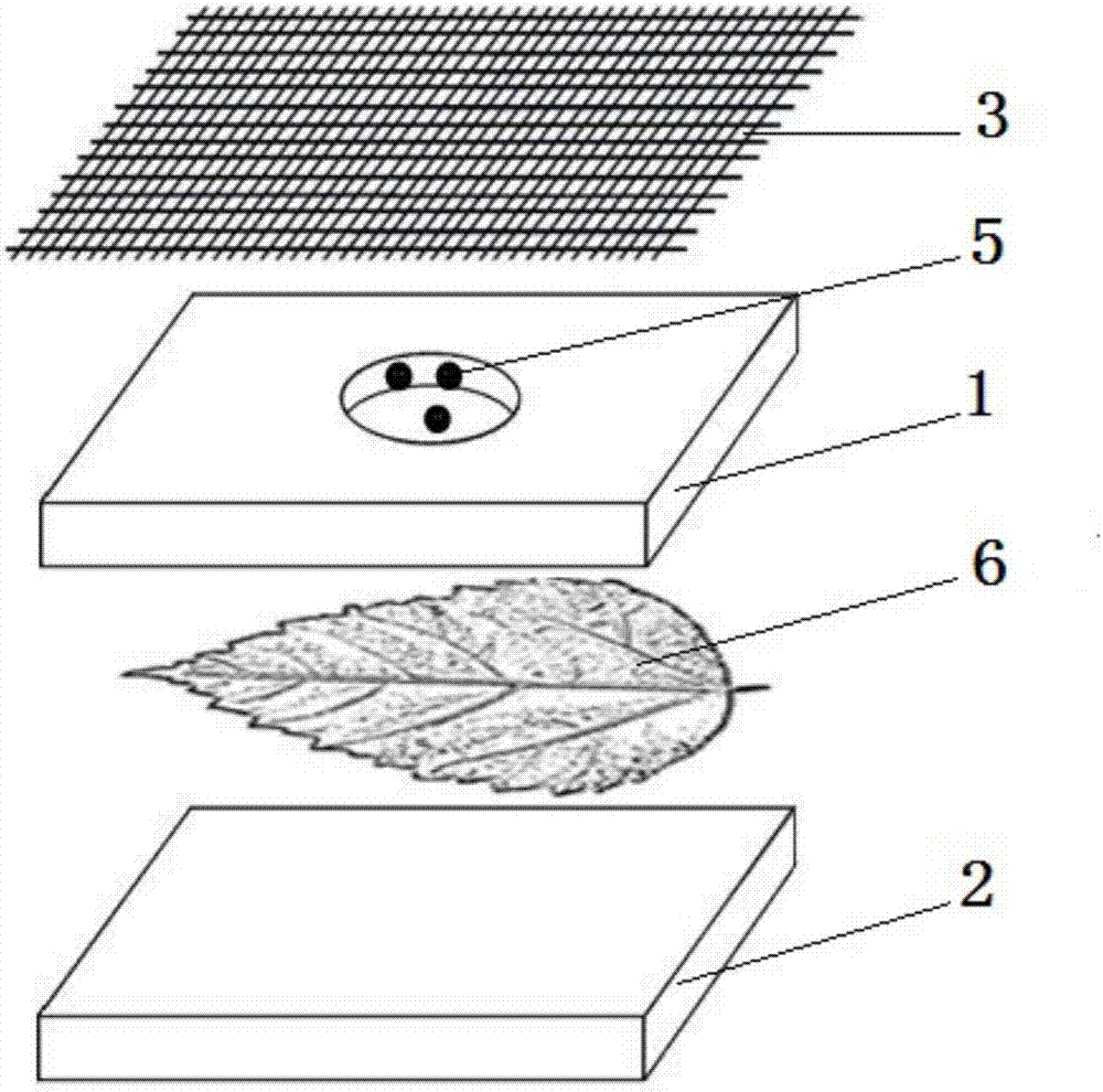 Device for limiting aphid activity range and method for fixed-point aphid breeding and reproduction