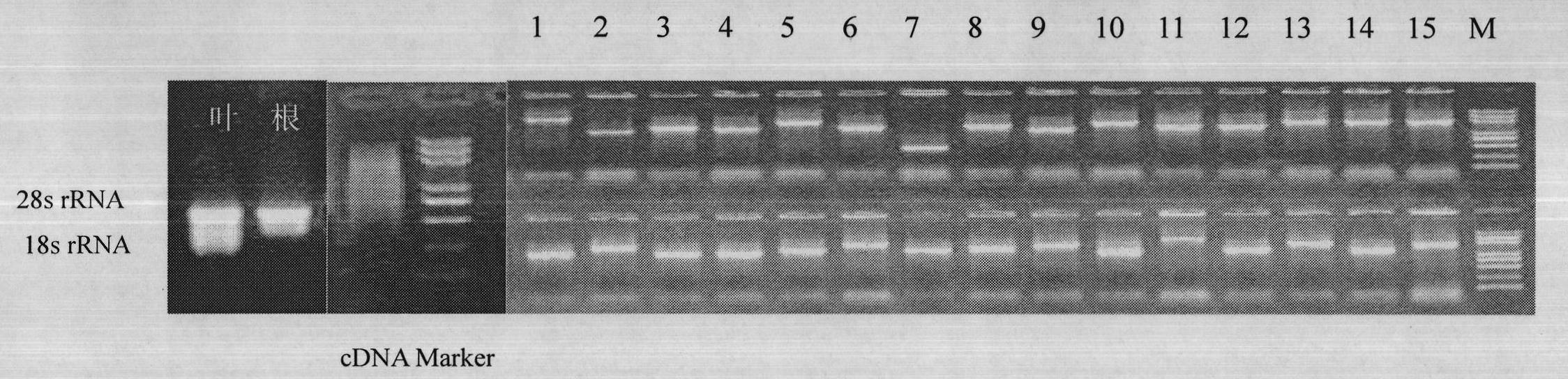 Scutellaria baicalensis Georgi caffeoyl-CoA-3-O-methyltransferase (SbCCOMT2) gene, and coding product and application thereof