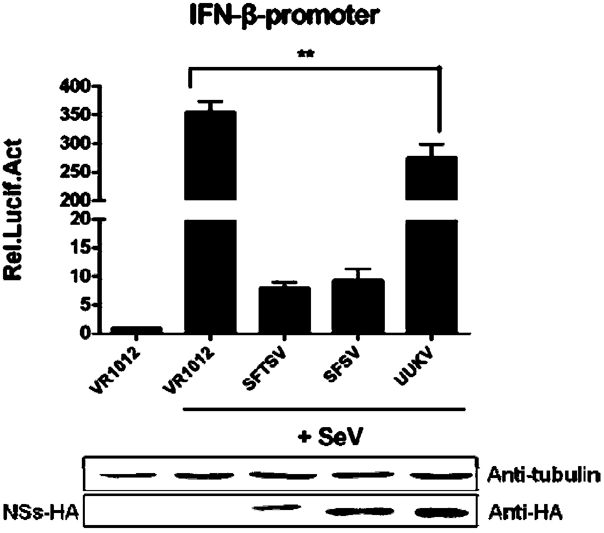 Application of compound PS-341 in preparation of bunyaviridae phlebovirus virus inhibitor