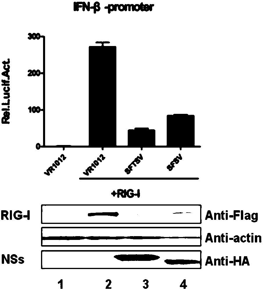 Application of compound PS-341 in preparation of bunyaviridae phlebovirus virus inhibitor