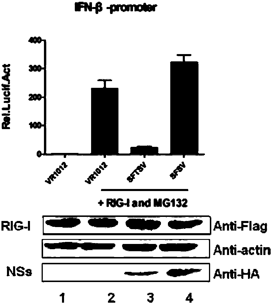 Application of compound PS-341 in preparation of bunyaviridae phlebovirus virus inhibitor