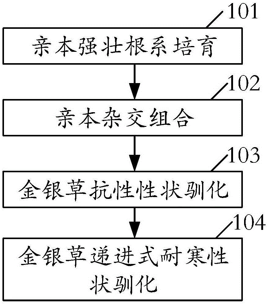 Goodyera yamiana cultivation method