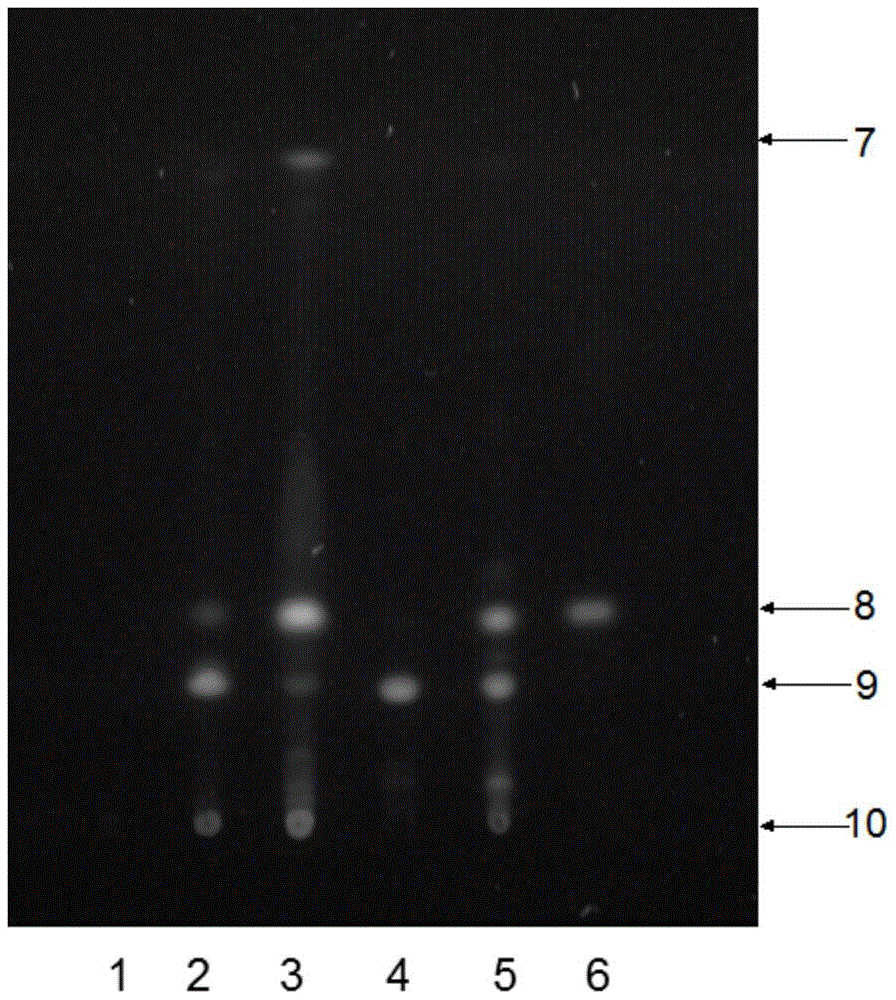 A method for identifying the storage time of Cordyceps sinensis