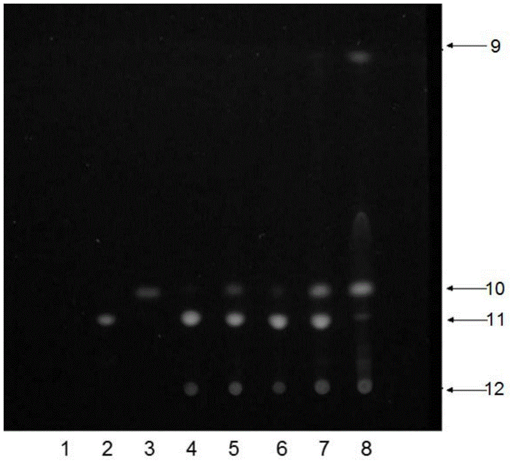 A method for identifying the storage time of Cordyceps sinensis