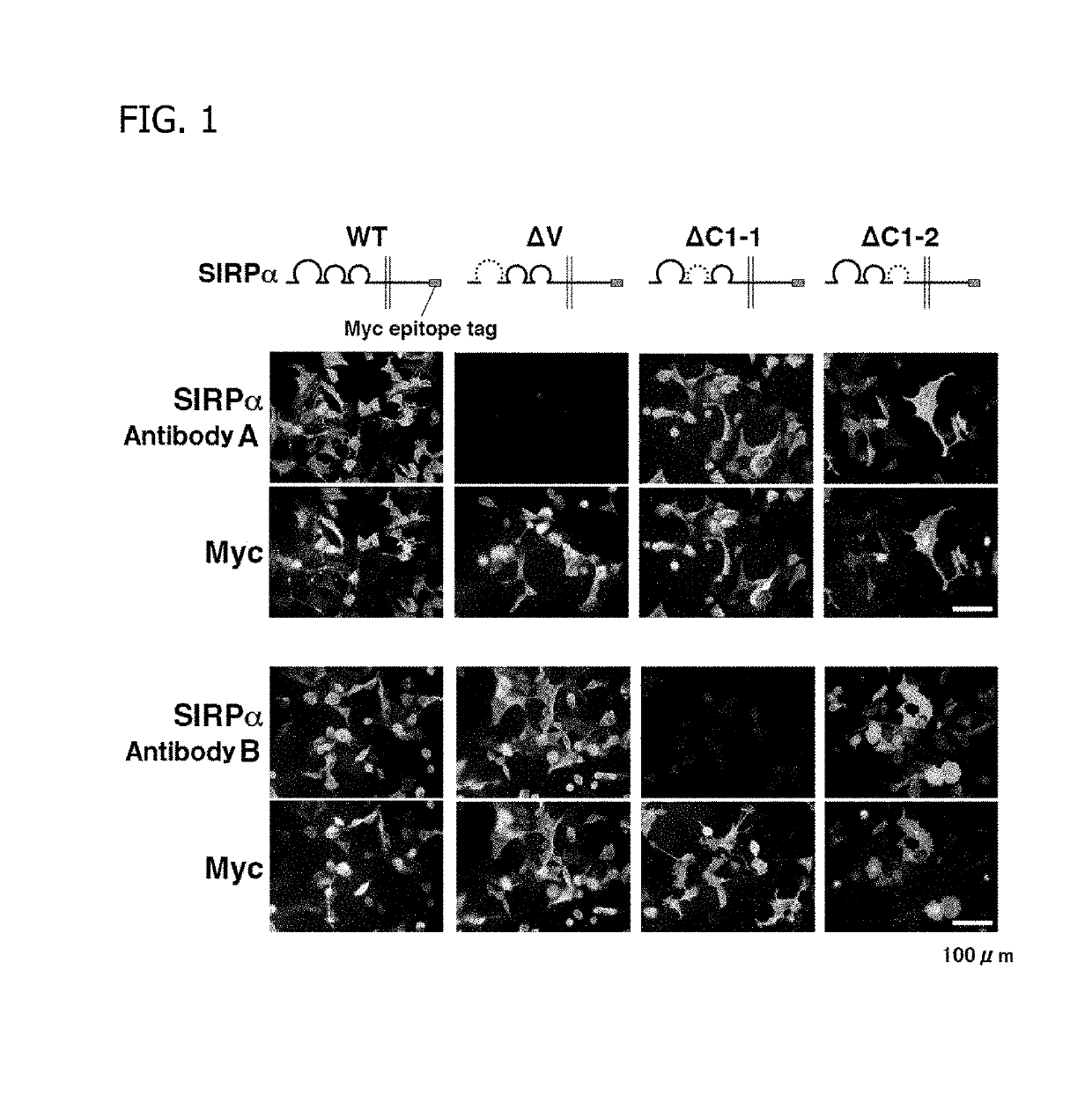 Antitumor Agent