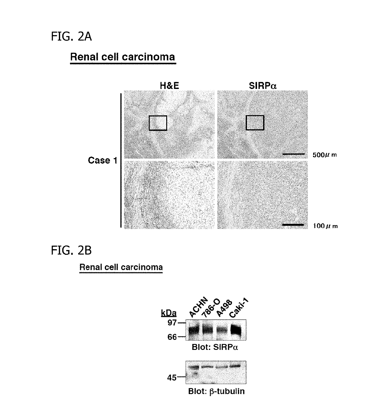 Antitumor Agent