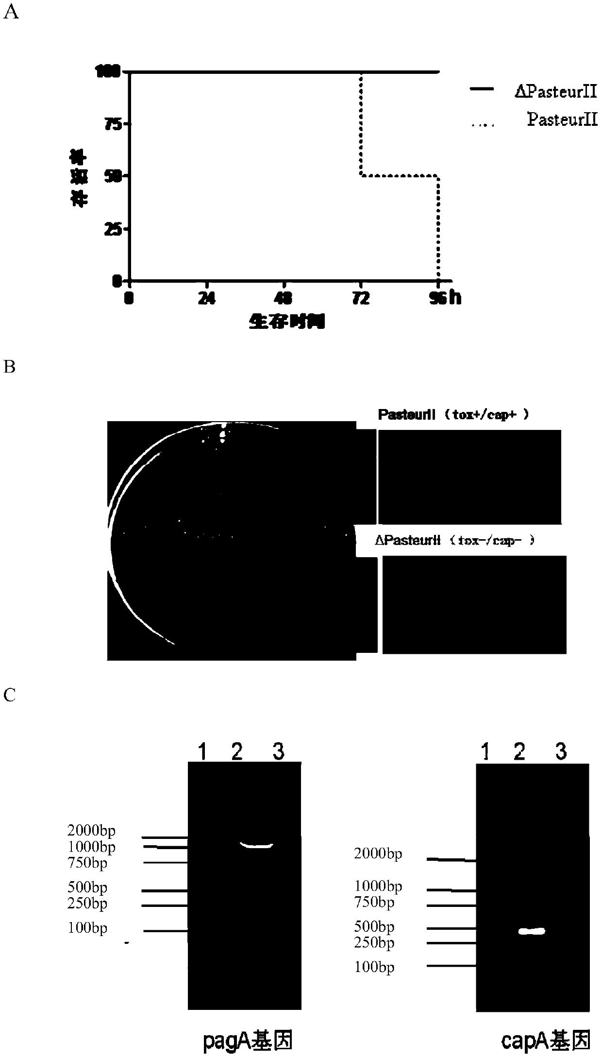 A bivalent anthrax vaccine