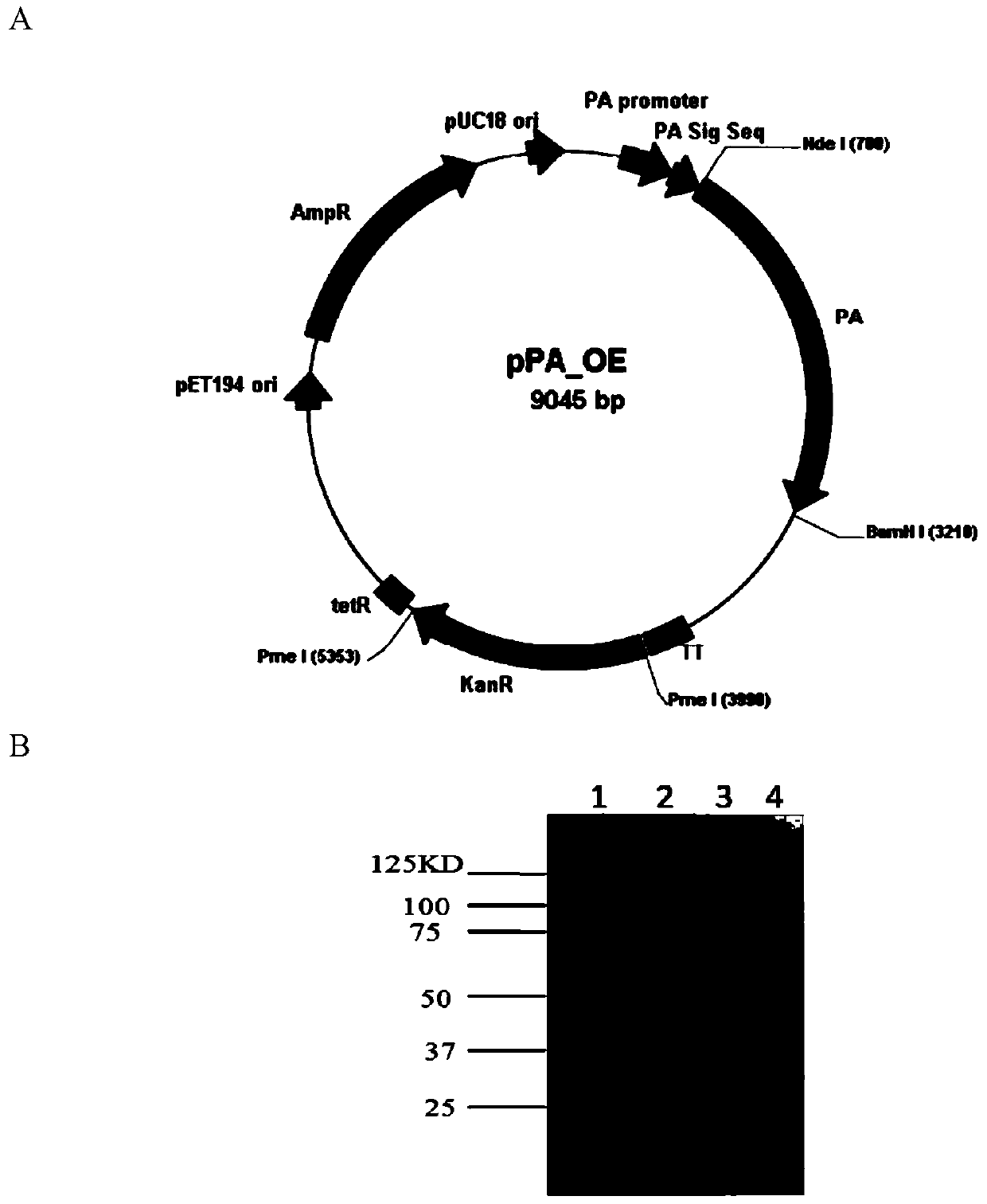 A bivalent anthrax vaccine