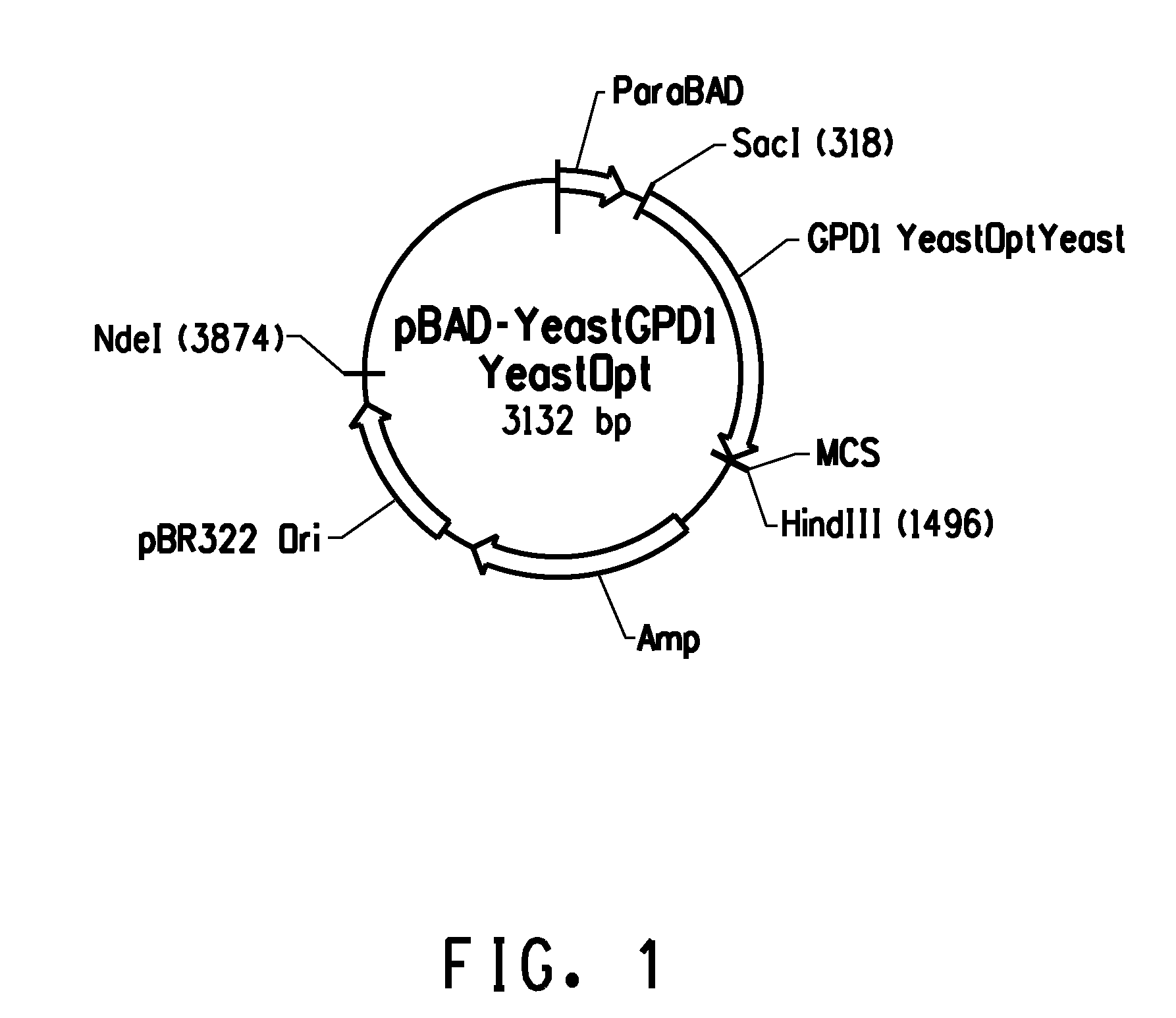 Glycerol 3- phosphate dehydrogenase for butanol production