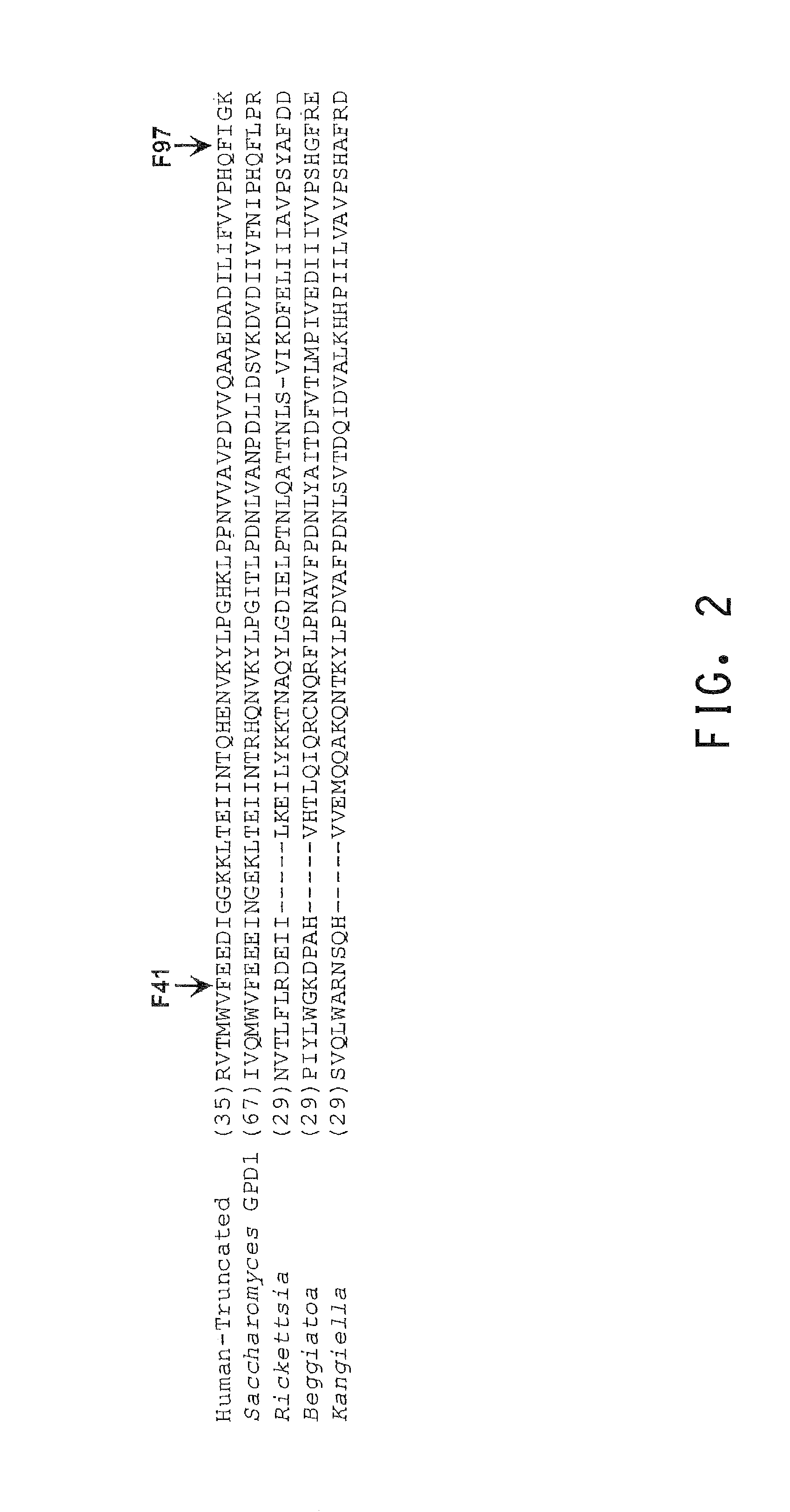 Glycerol 3- phosphate dehydrogenase for butanol production