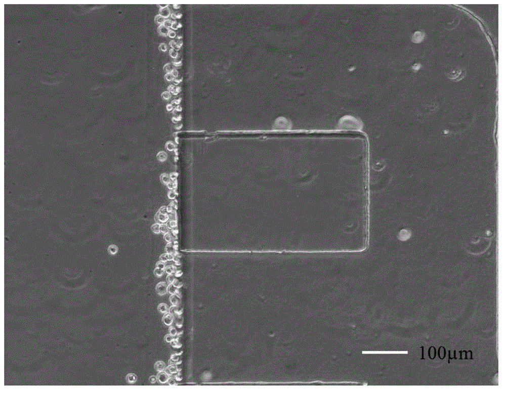 Tumor cell migration dynamics monitoring method based on microfluidic chip