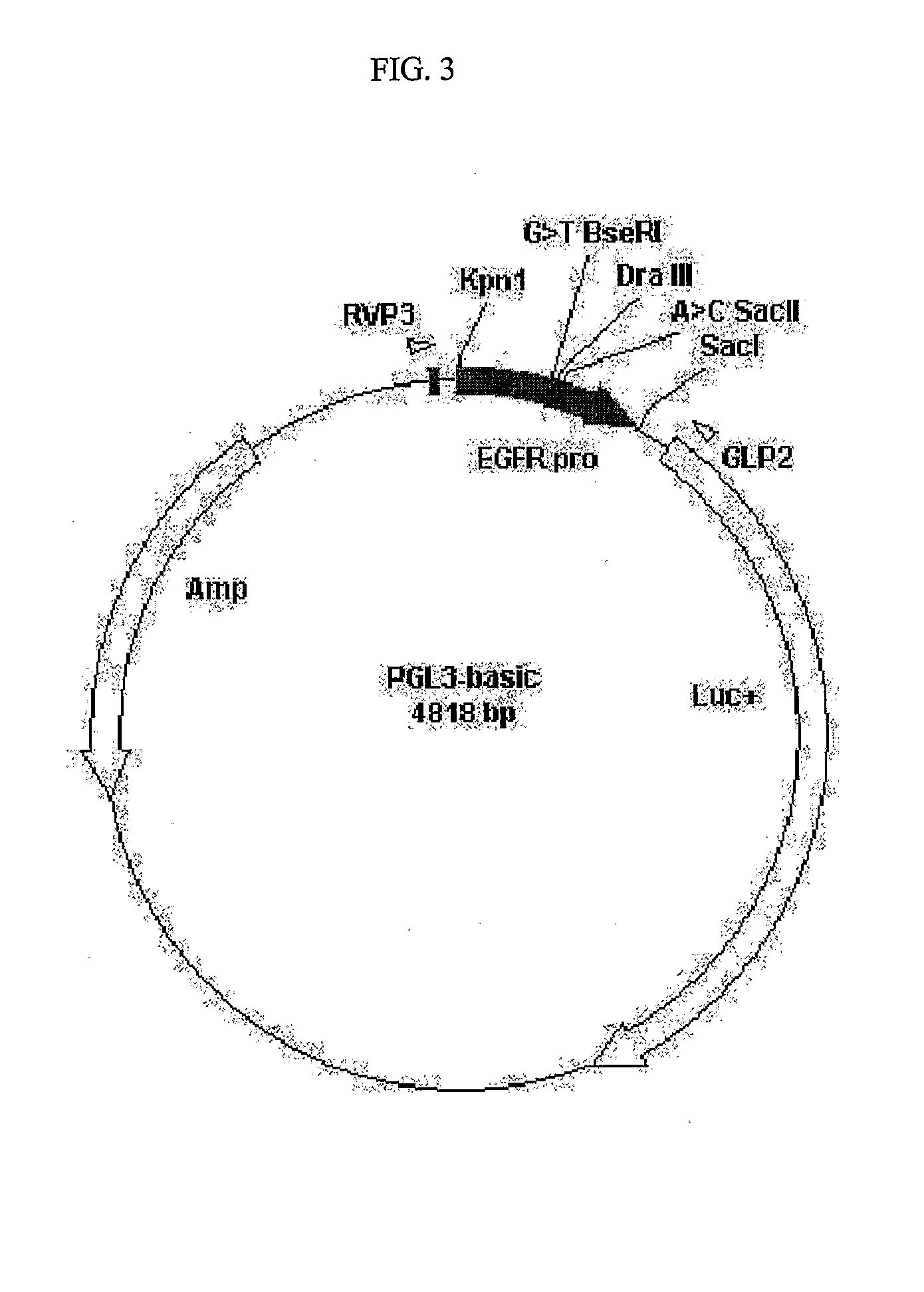 Polymorphisms in the Epidermal Growth Factor Receptor Gene Promoter