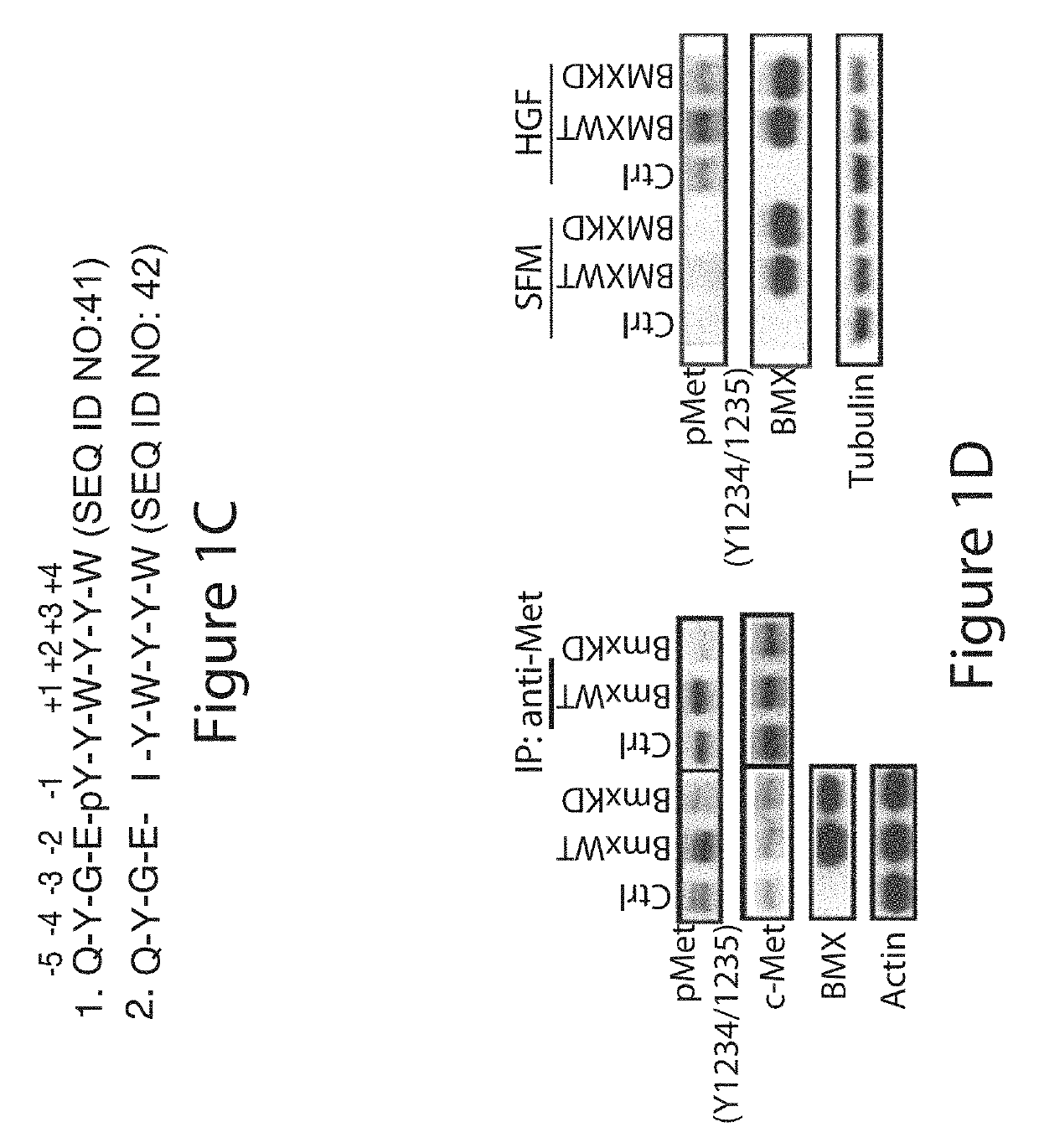 Bone marrow on x chromosome kinase (BMX) inhibitors and uses thereof