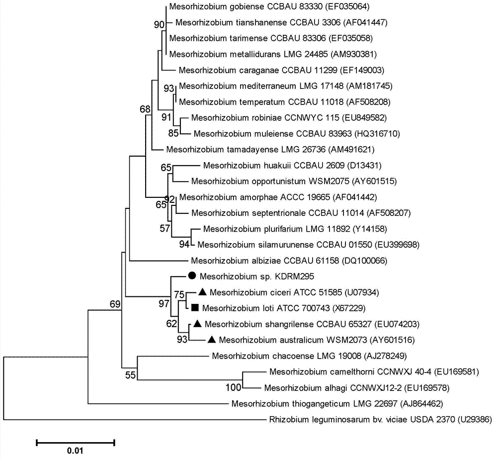 Mesorhizobium KDRM295 and application thereof