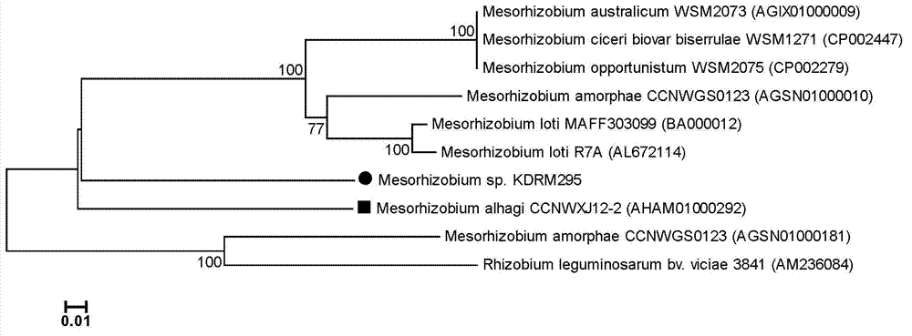 Mesorhizobium KDRM295 and application thereof