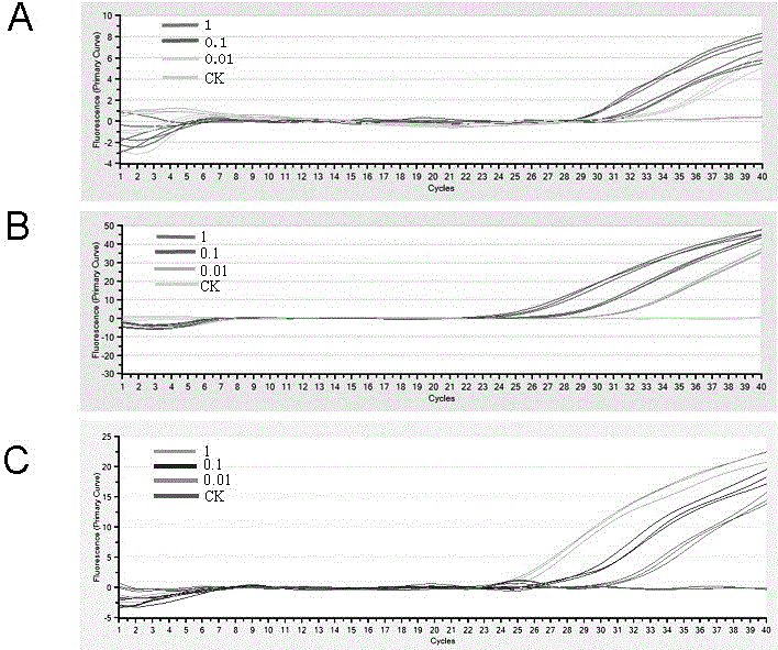 Real-time fluorescence quantification PCR primers and probes for identifying three kinds of pratylenchus coffeae on sugarcane and kit thereof