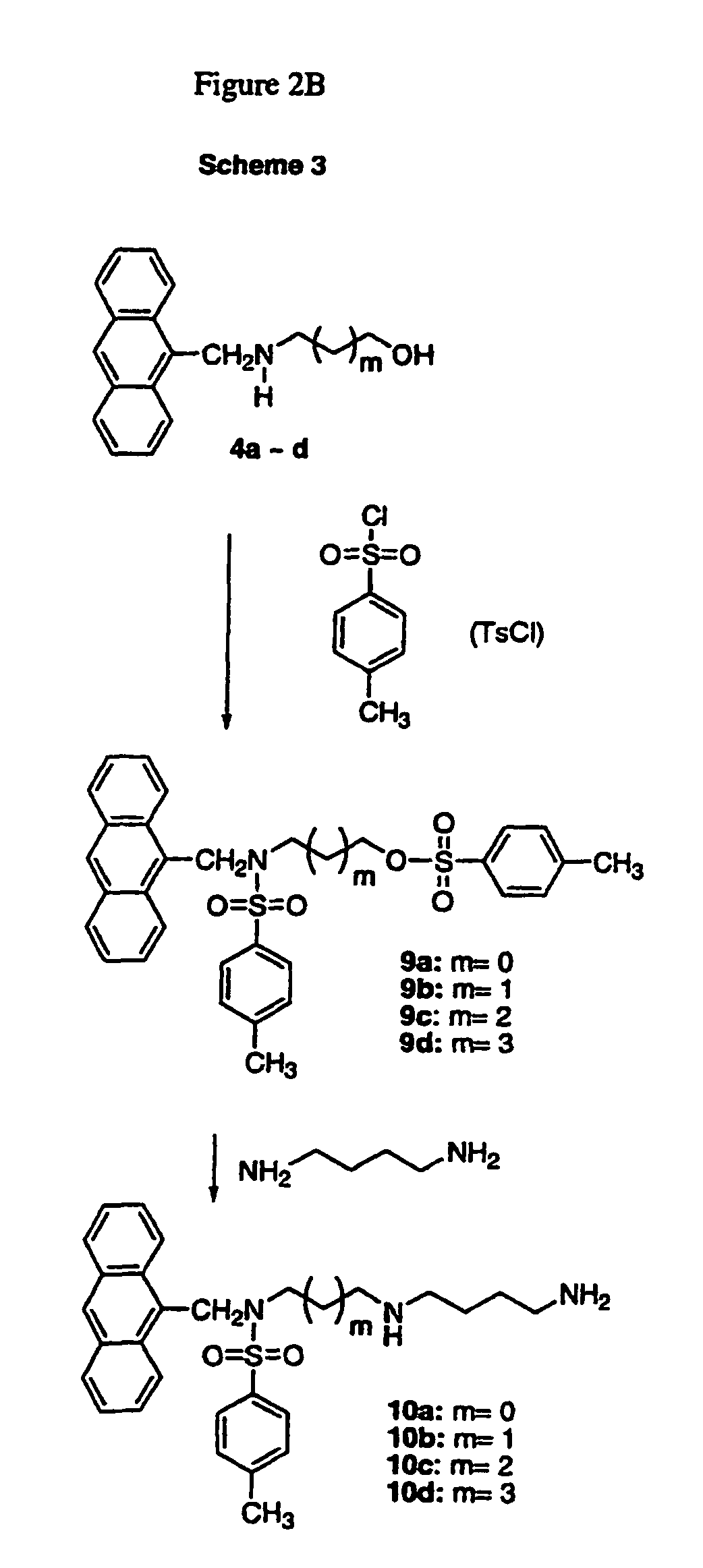 Polyamine conjugates as selective NMDA inhibitors and anti-cancer drugs