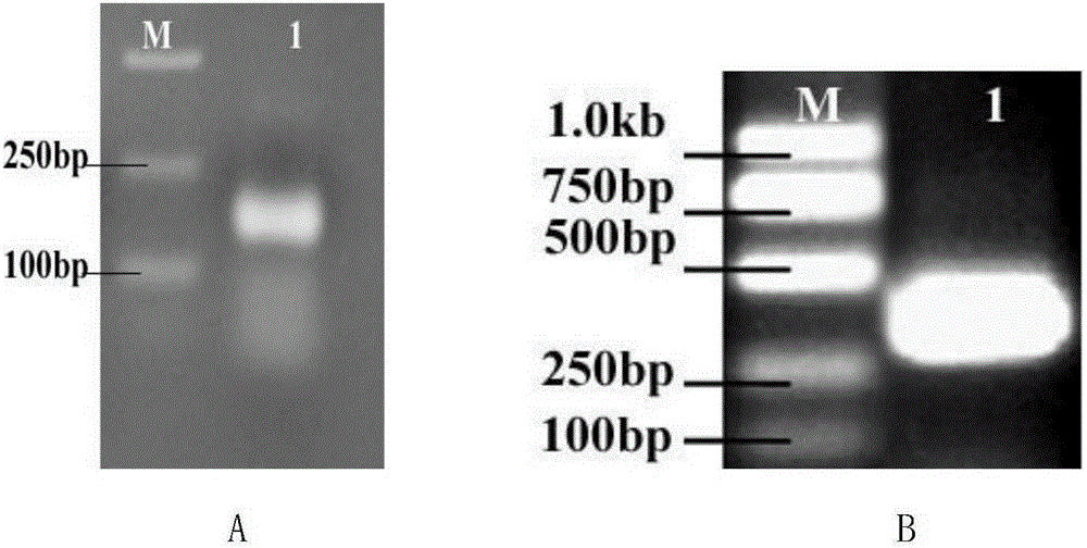 A kind of dsRNA that inhibits the gene expression of wheat aphid cytochrome c oxidase viic subunit and its application