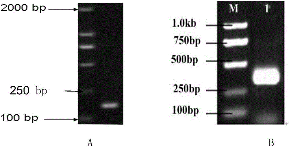 A kind of dsRNA that inhibits the gene expression of wheat aphid cytochrome c oxidase viic subunit and its application