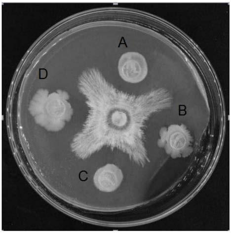 Biological bacterial fertilizer, preparation method of biological bacterial fertilizer and application in prevention and treatment for southern blight and improvement of soil environments