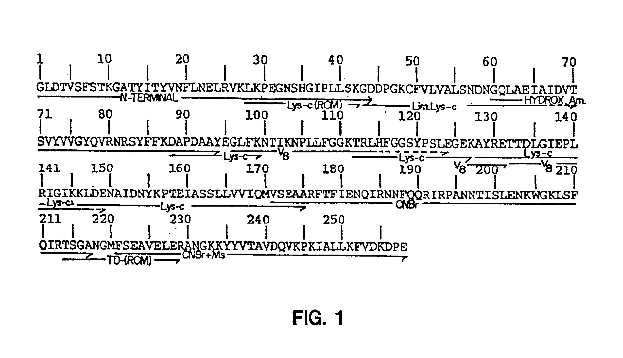 Protein sequence of the plant toxin gelonin