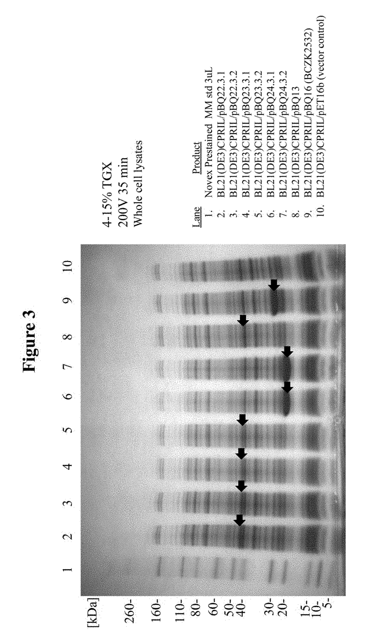 Lysin Agent and Method of Use for Diagnostic Testing