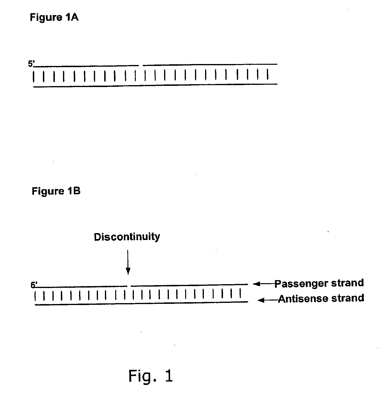 Small Internally Segmented Interfering RNA