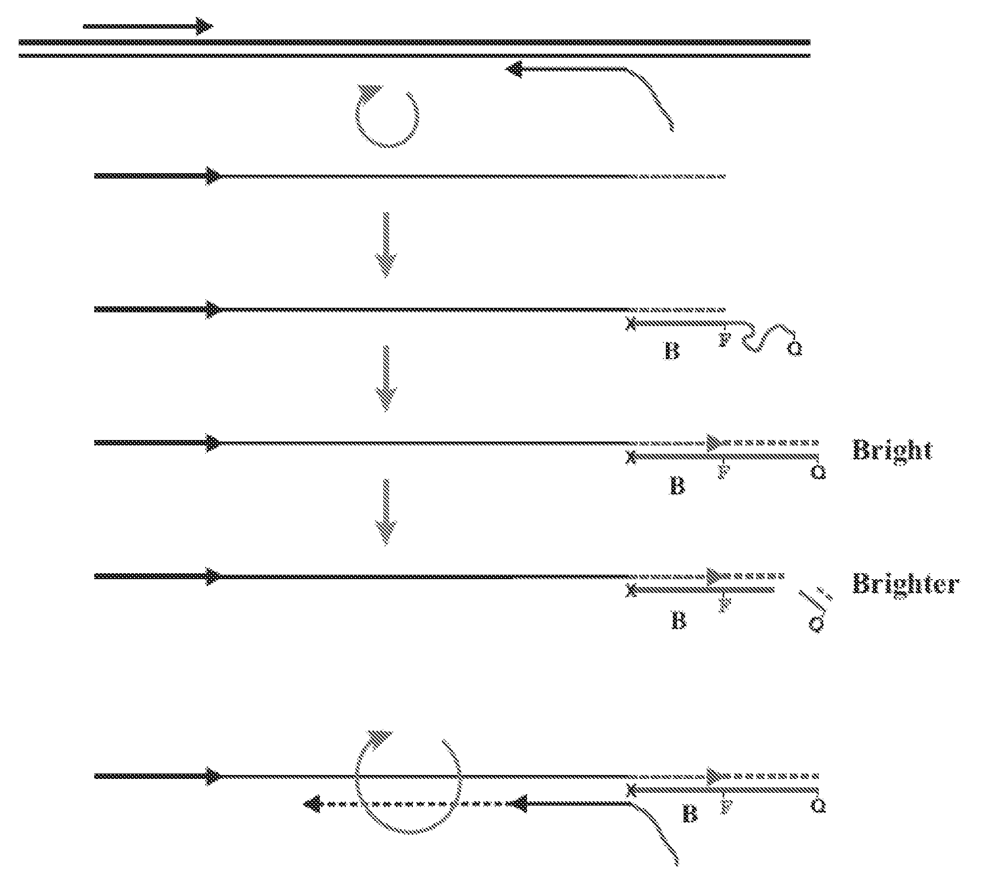 Dual Function Primers for Amplifying DNA and Methods of Use