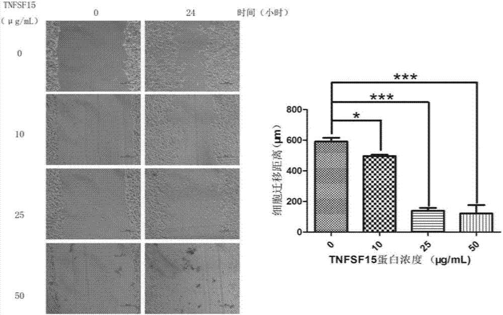 Use of TNFSF15 protein in preparation of melanoma treatment medicine