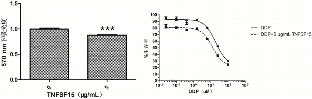 Use of TNFSF15 protein in preparation of melanoma treatment medicine