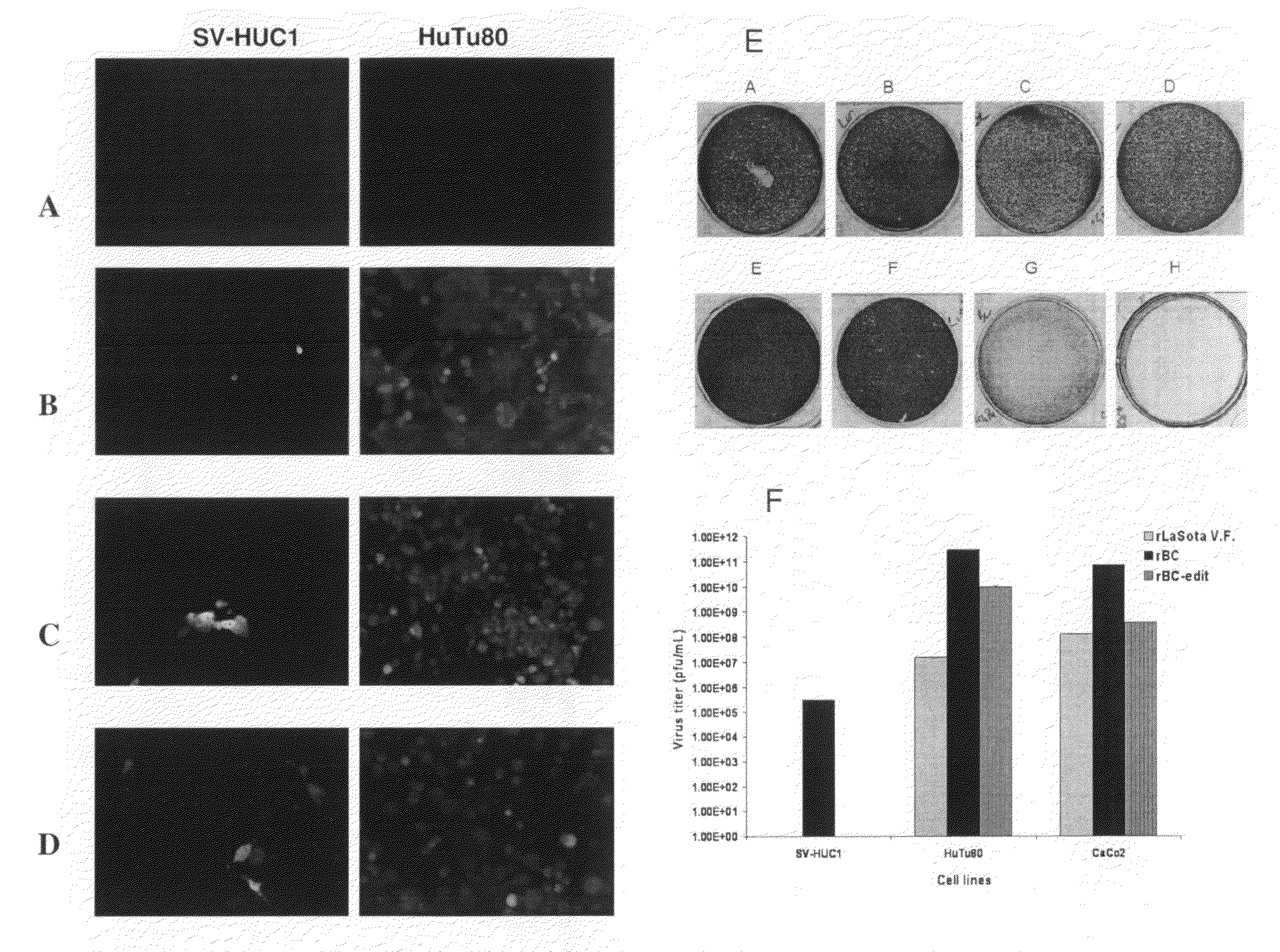 Genetically-engineered newcastle disease virus as an oncolytic agent, and methods of using same