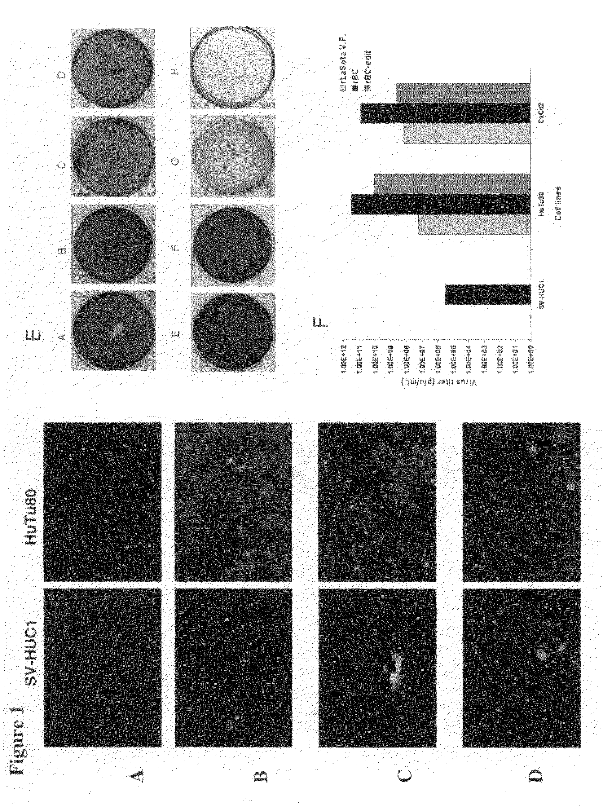 Genetically-engineered newcastle disease virus as an oncolytic agent, and methods of using same