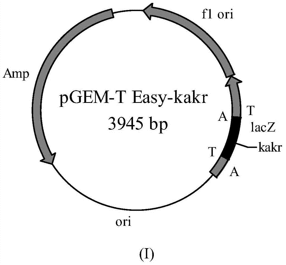 Aldehyde ketoreductase bacterial strain, aldehyde ketoreductase gene, vector, engineering bacteria and application thereof