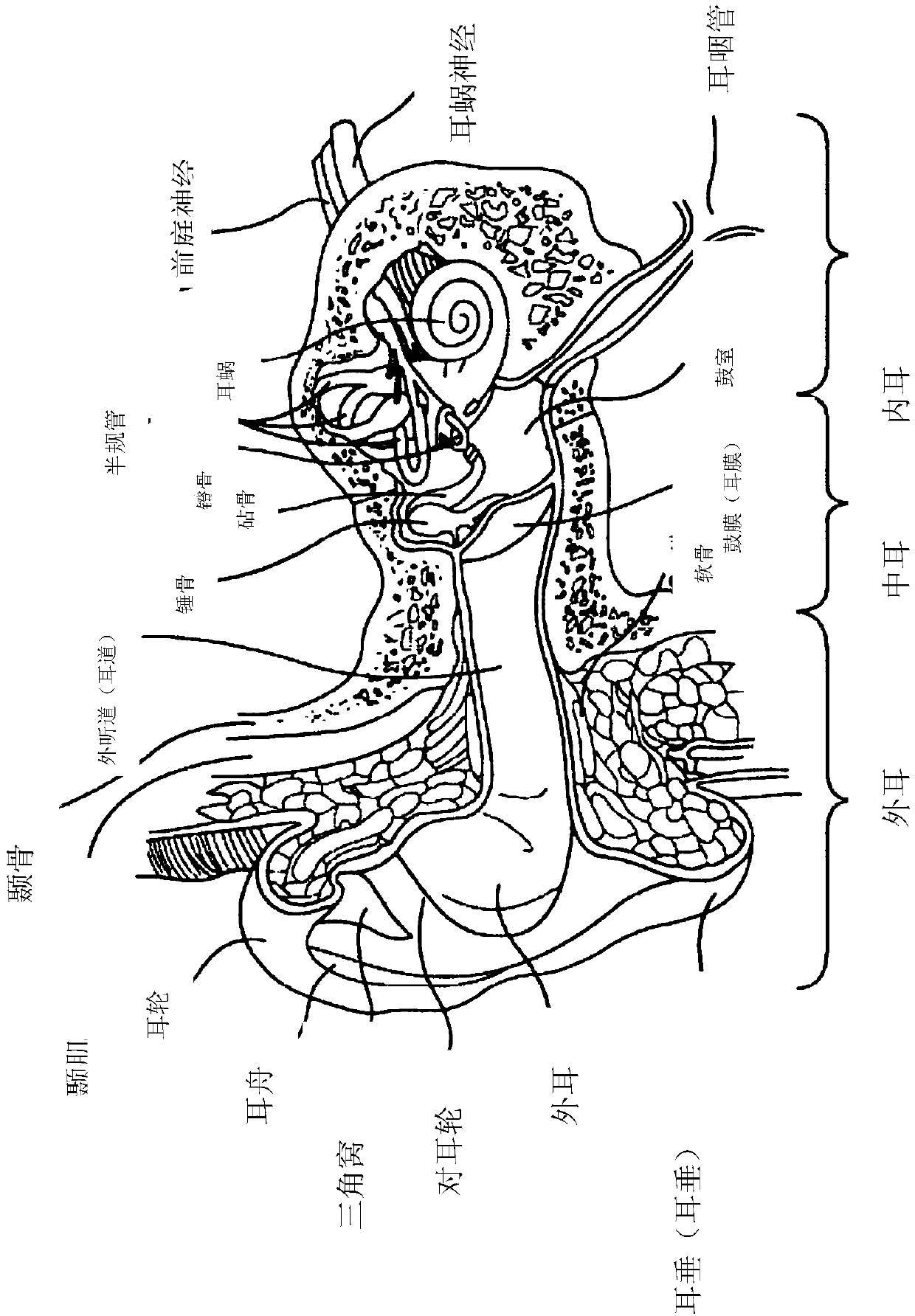 Systems, apparatus, and methods for delivery of therapeutic substance to the middle and/or inner ear