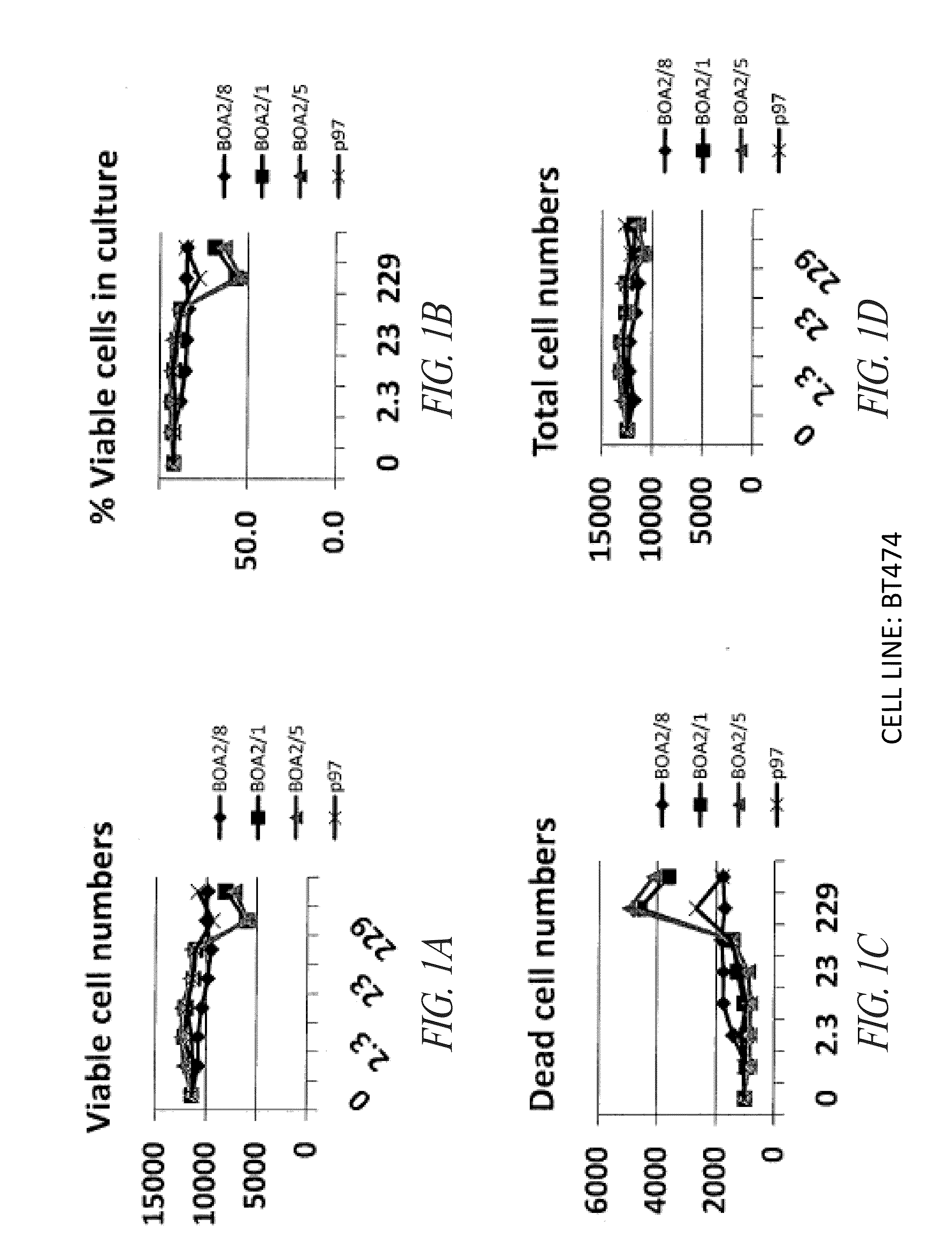 P97-antibody conjugates and methods of use