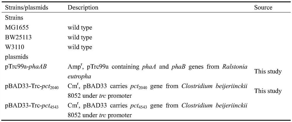 Construction method and application of metabolic engineering escherichia coli strain for producing (R)-3-hydroxybutyric acid by using acetic acid or salt thereof