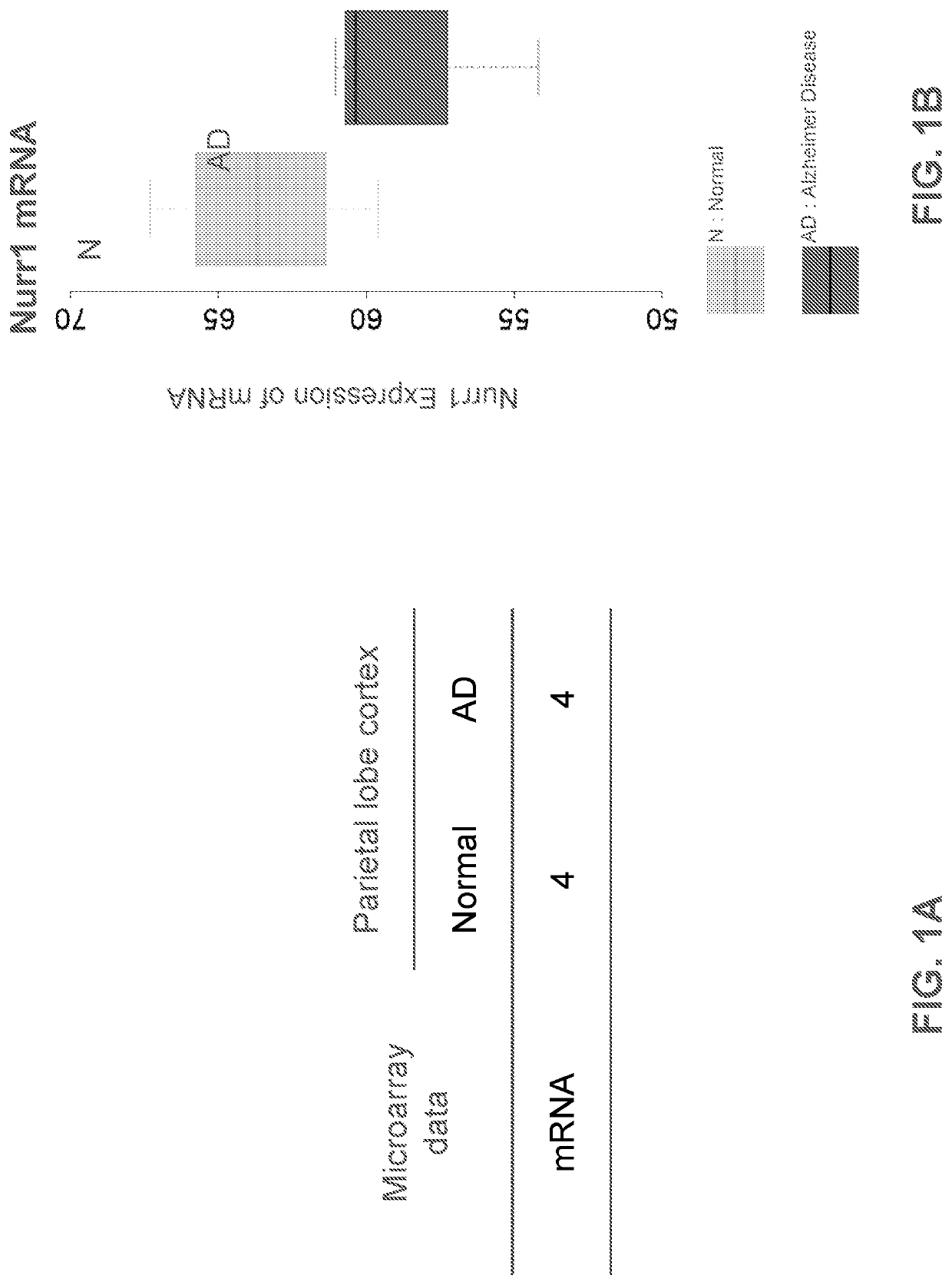 Use of mir-204 inhibitor to increase nurr1 protein expression