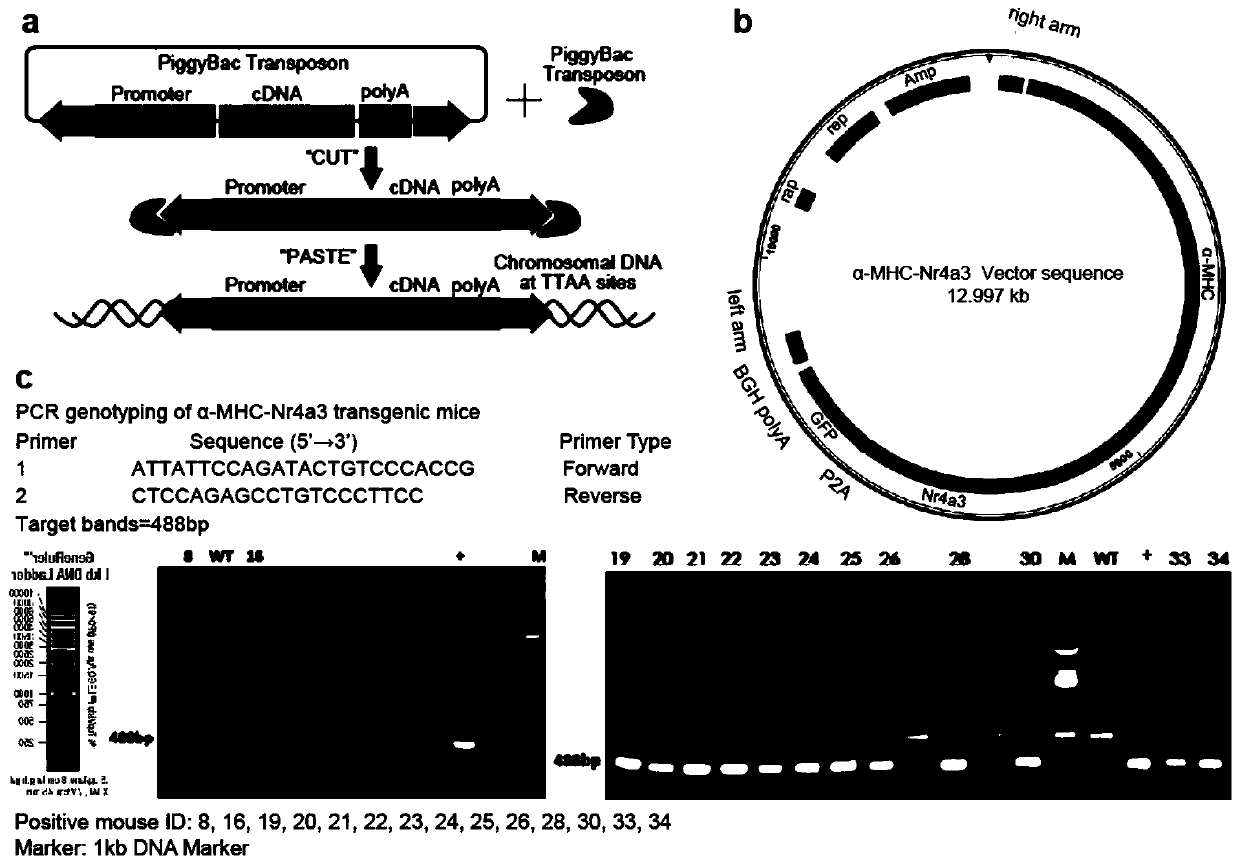 Application of ribosome S6 kinase inhibitor SL0101 in preparation of drug for treating cardiovascular diseases