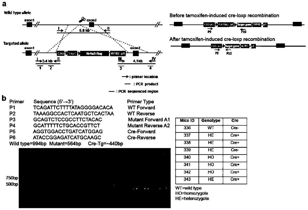 Application of ribosome S6 kinase inhibitor SL0101 in preparation of drug for treating cardiovascular diseases